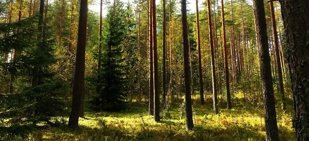 Tarja Siuvatin luento: Mitä kaikkea metsästä?